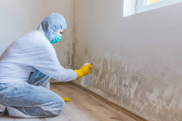 Licensed Black Mold Remediation service in Hazlet, NJ - 24 Hour Mold Removal