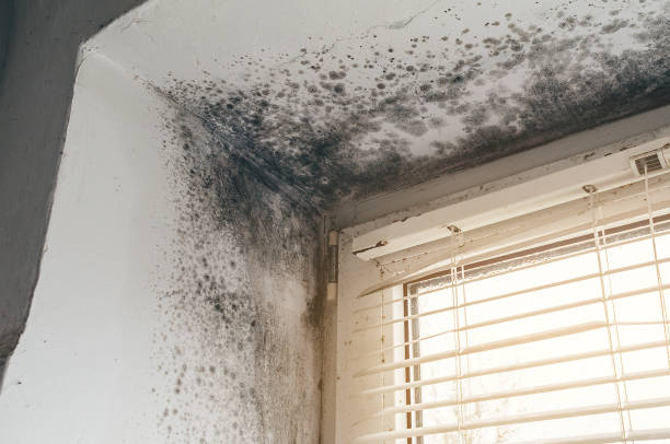 Affordable Black Mold Remediation solutions in Hazlet, NJ